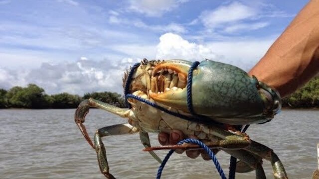 Panduan Lengkap Budidaya Kepiting agar Cepat Panen