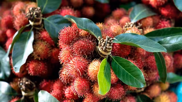 Cara Menjaga Pohon Rambutan agar Buah Tetap Manis dan Lebat