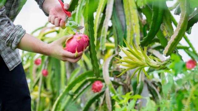 Tips Sederhana Merawat Buah Naga di Pekarangan Rumah