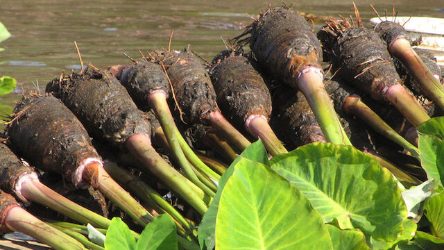 Makanan Alternatif di Hutan